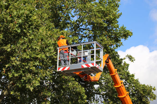 Best Affordable Tree Service  in USA